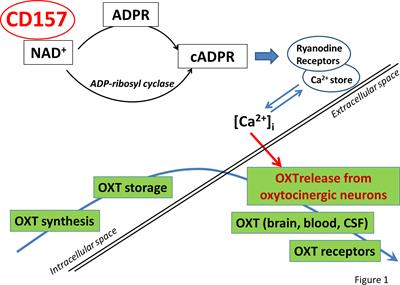 CD157 and Brain Immune System in (Patho)physiological Conditions: Focus on Brain Plasticity